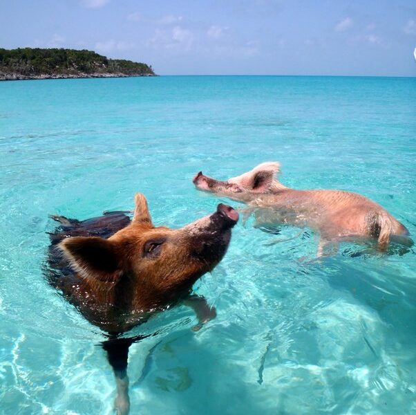 Pig Beach,Bahamas,transparency,nature reserve,Exumas