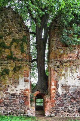 nature,resurgence,power,reclaiming,territory,ruins,vegetation,growth,abandoned,forest