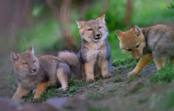 TIBETAN FOX,Tibetan sand fox,intriguing countenance
