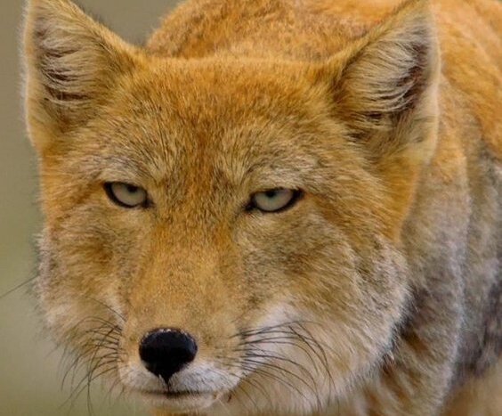 TIBETAN FOX,Tibetan sand fox,intriguing countenance