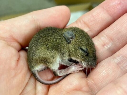 newborn mouse,Twitter user (@virilvi),cared for,growth,adorable journey