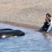 nature,animals,miracle,orcas,Roberto Bubas,wildlife ranger,friendship,Valdés Peninsula,documentary,Agustín,autism,transformation,harmonica,seaweed,Netflix,Agustin Open Heart,The Lighthouse of the Orcas,ranger,biologist,collective autism