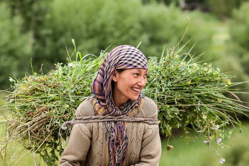 Ladakh agriculture