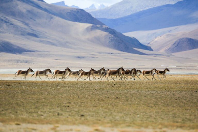 Wildlife Sanctuaries In Ladakh: Explore Snow Leopards & Rare Species ...