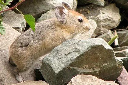 Wildlife in Ladakh