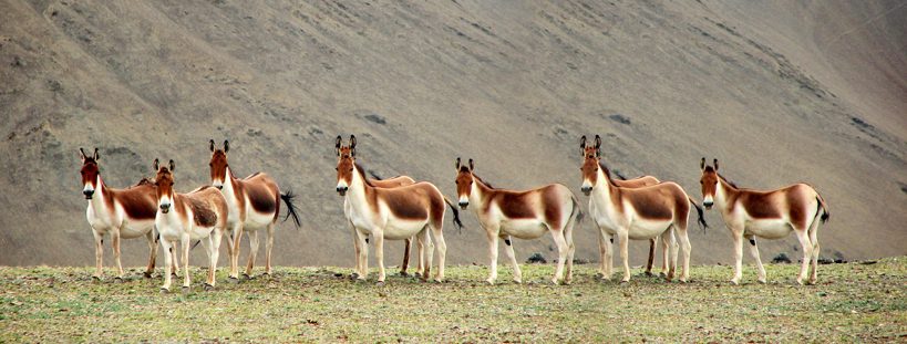 Wildlife in Ladakh