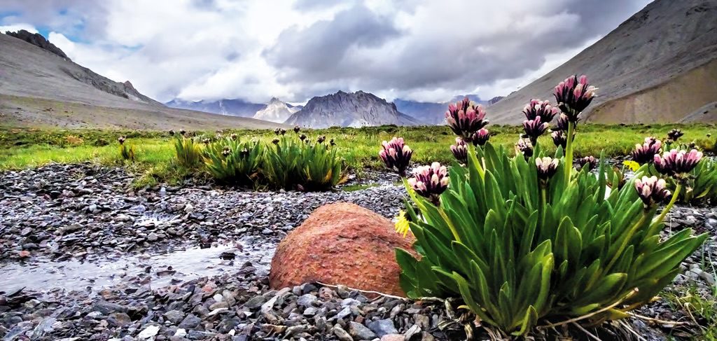 Wildflowers Of Ladakh: A Journey Through The Unique Flora Of The Region