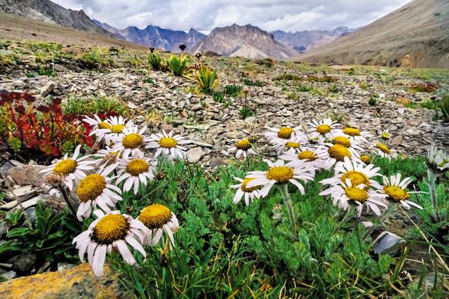 Wildflowers Of Ladakh: A Journey Through The Unique Flora Of The Region