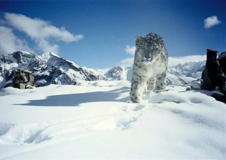 The Enigmatic Snow Leopard: Facts, Habitat, Conservation, And More
