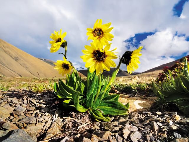 Ladakh Flora In Bloom: Discover The Vibrant Floral Wonders Of Ladakh ...