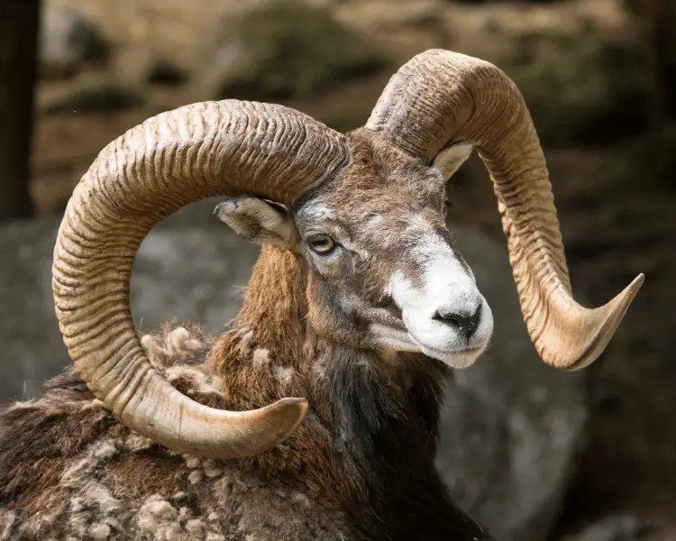 Ladakh Urial: Conservation Of Endangered Wild Sheep In Ladakh | Habitat ...