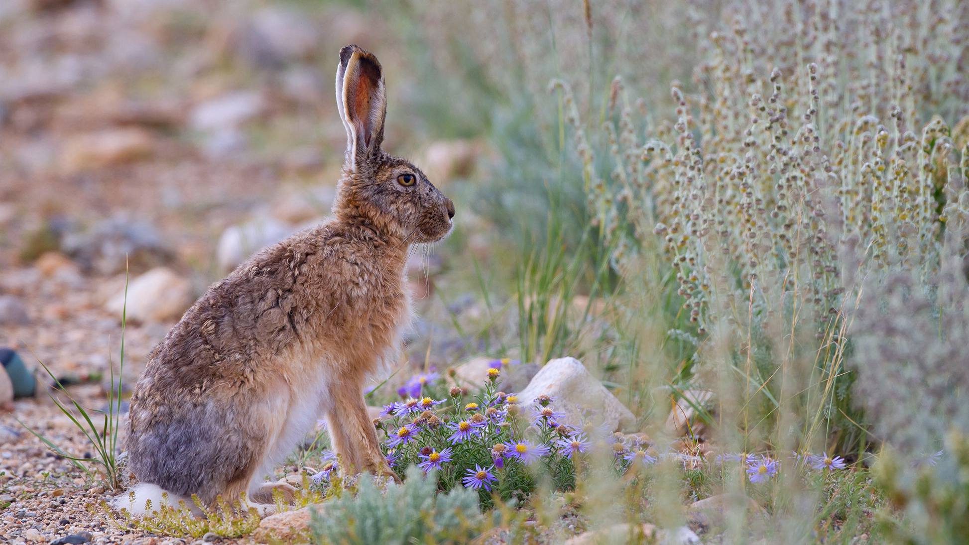 Woolly Hare - Habitat, Behavior, And Conservation | Comprehensive Guide ...