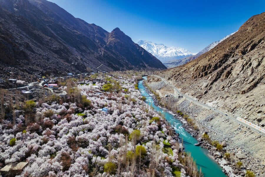Apricot Blossom Festival 2026 in Ladakh | Dates, Villages & Spring Travel Guide