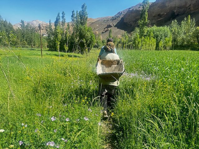 Wheat Harvest Ladakh: A Himalayan Tradition 2 IMG 1178