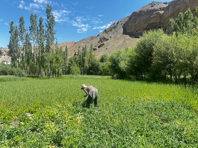 Wheat Harvest Ladakh: A Himalayan Tradition 4 IMG 1181