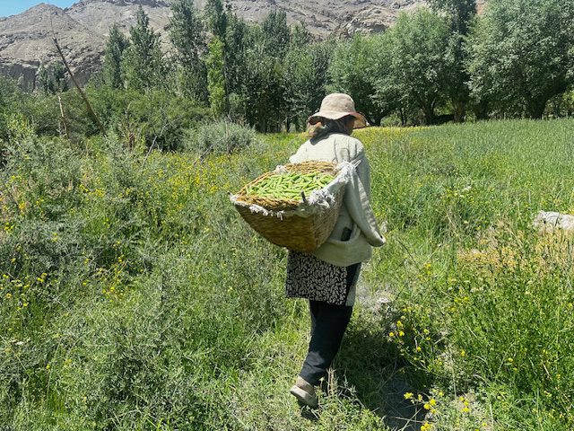 Wheat Harvest Ladakh: A Himalayan Tradition 1 IMG 1182