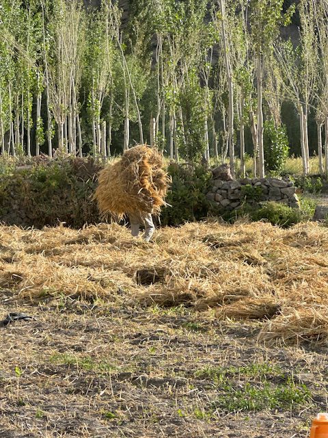 Wheat Harvest Ladakh: A Himalayan Tradition 3 IMG 1929