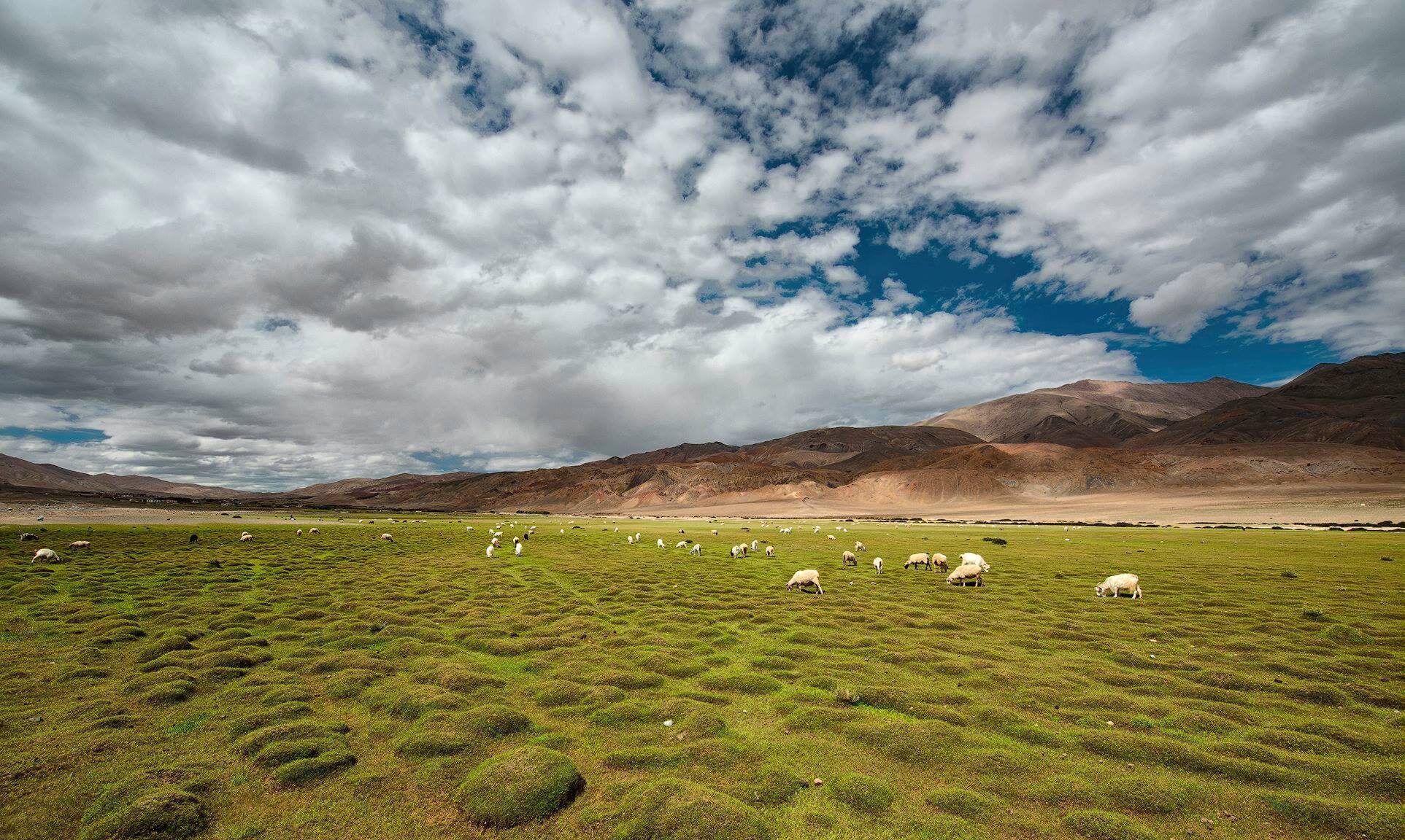 10 Remote Changthang Plateau Villages That Reveal the Soul of Ladakh 6 IMG 9573 e1764815427943
