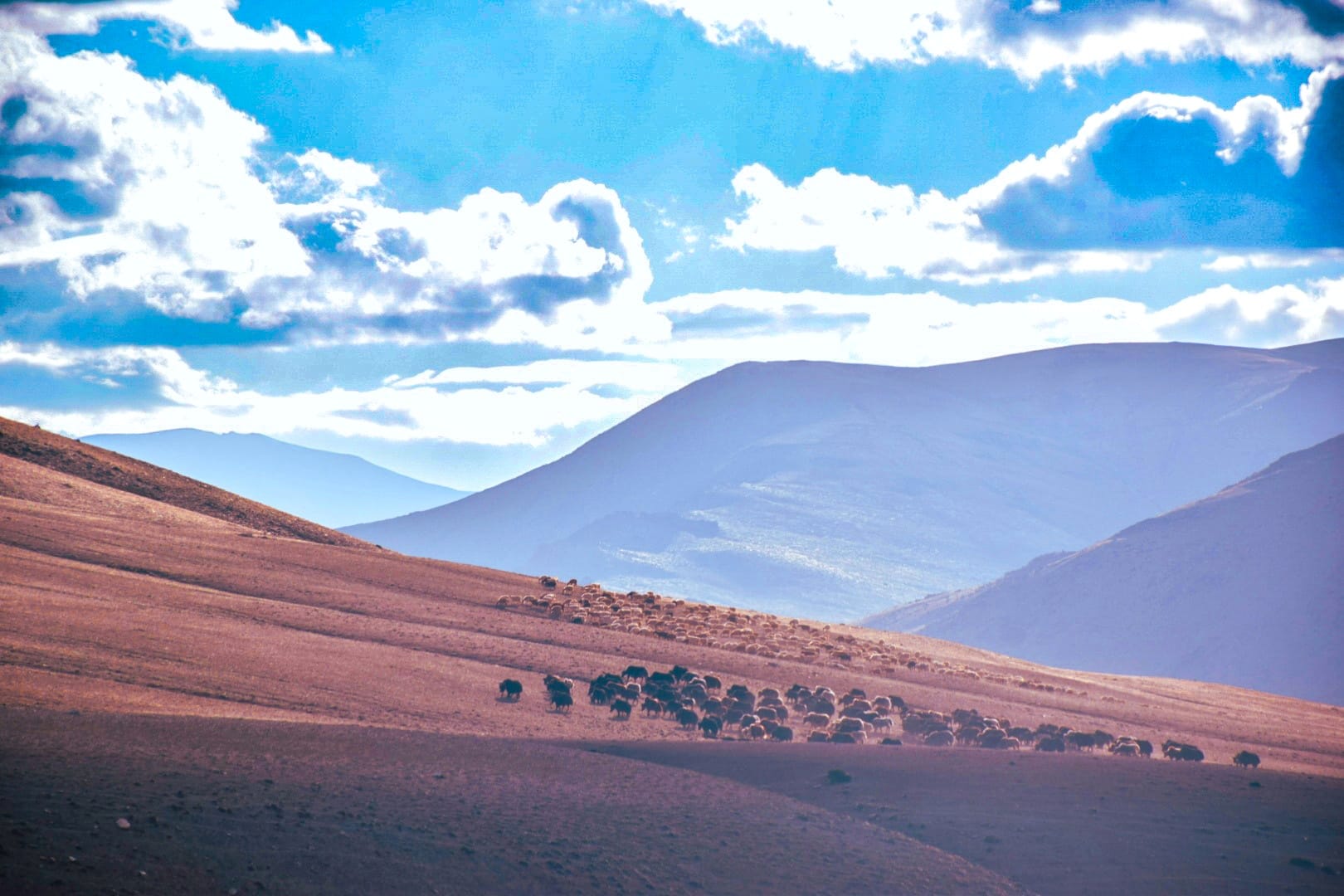 10 Remote Changthang Plateau Villages That Reveal the Soul of Ladakh 11 IMG 9576