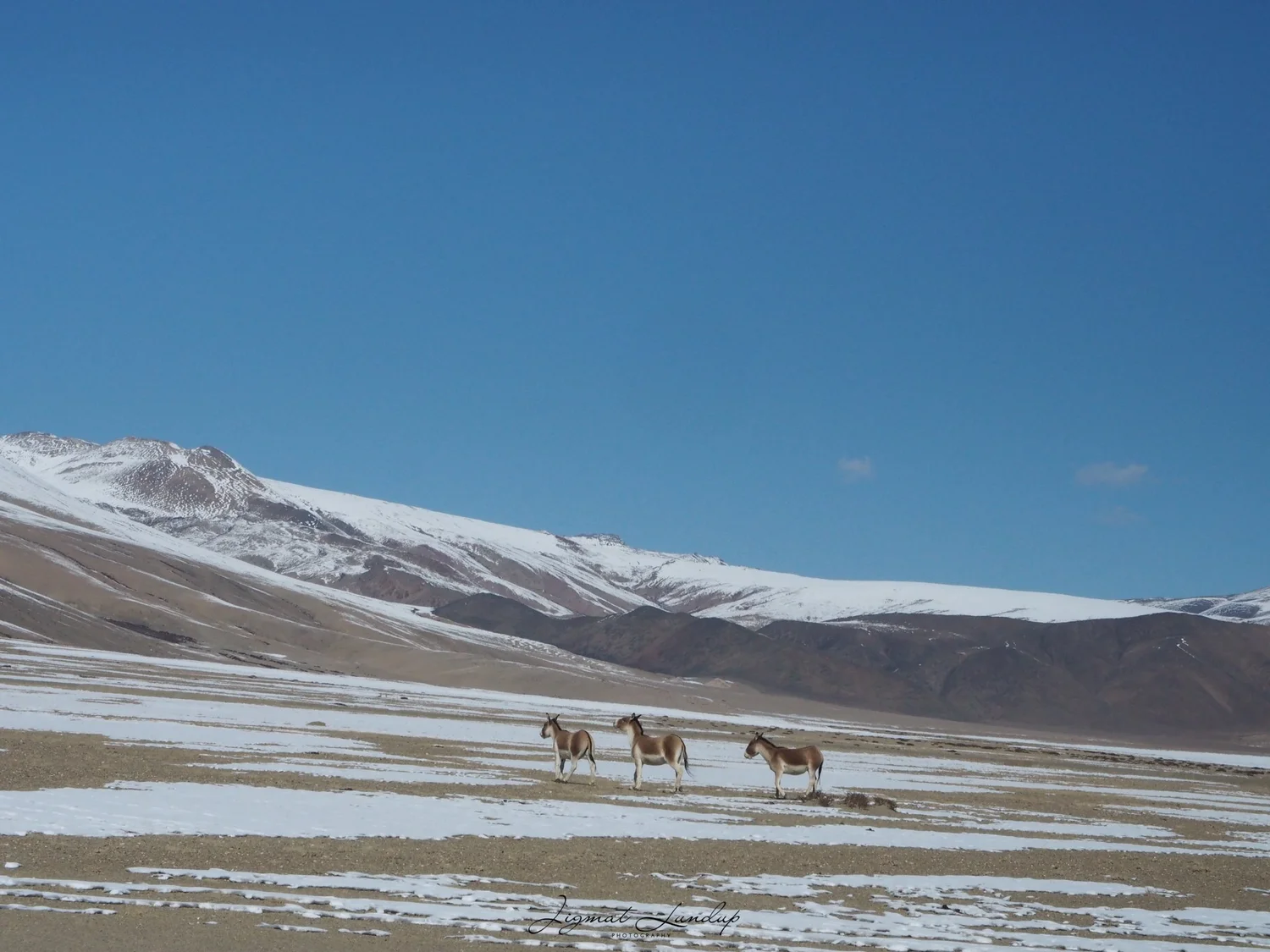10 Remote Changthang Plateau Villages That Reveal the Soul of Ladakh 10 IMG 9577
