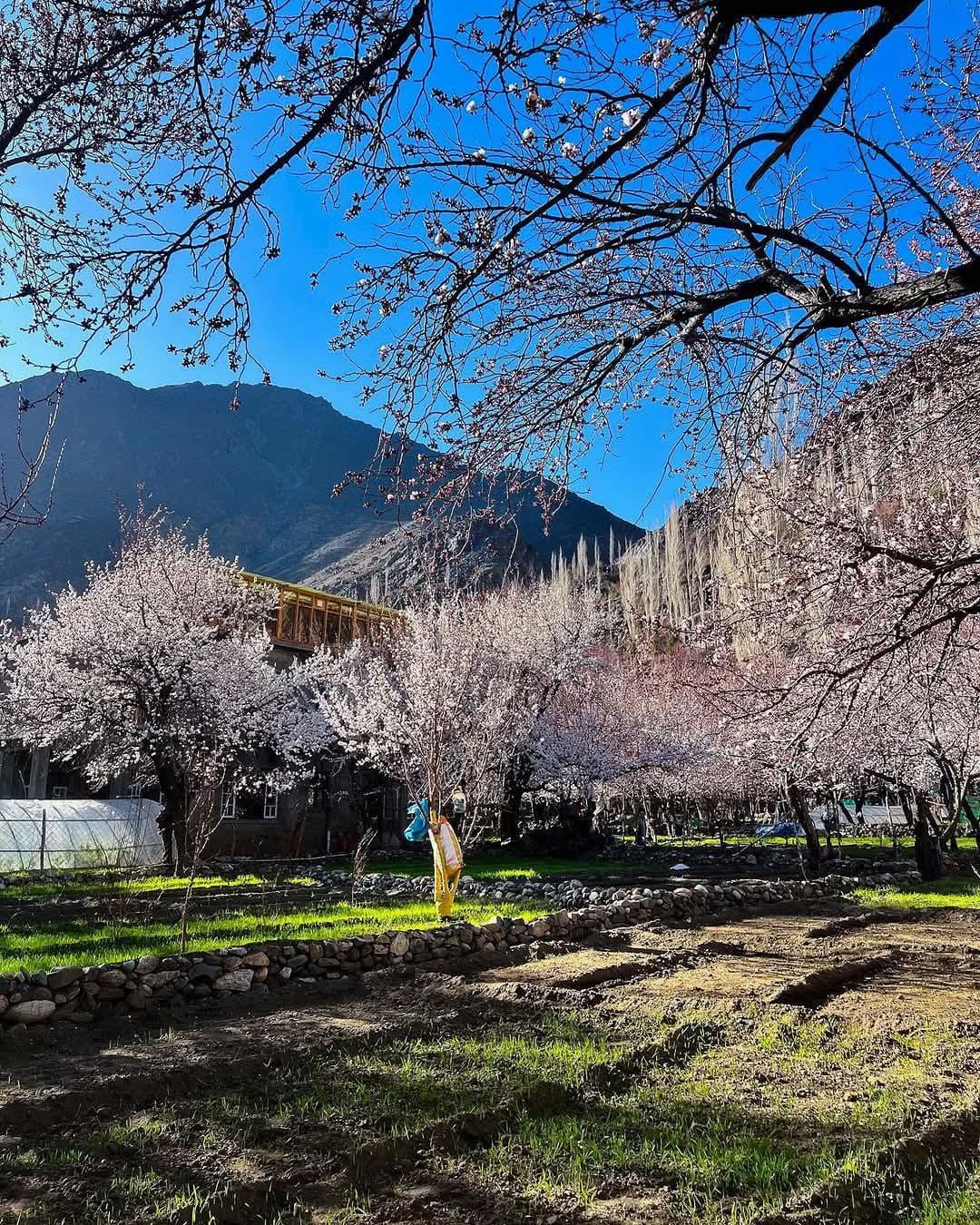 カルギル・ドラス回廊トラベルガイドとフロンティア村の物語 4 IMG 9607