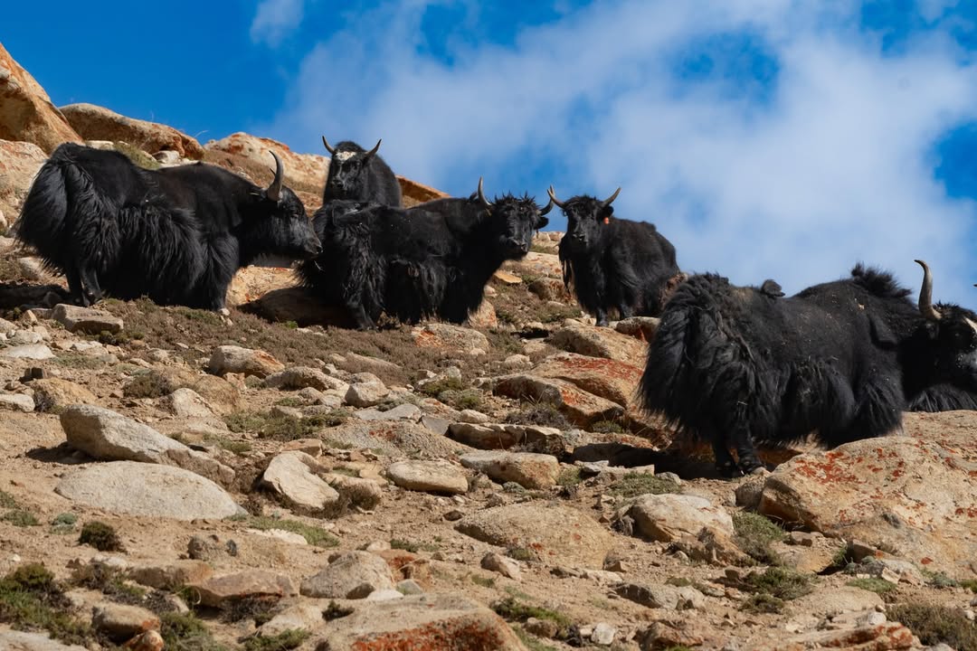 消えた道の記憶―ラダックに残る失われた峠道と忘れられた山岳ルート 5 IMG 9629