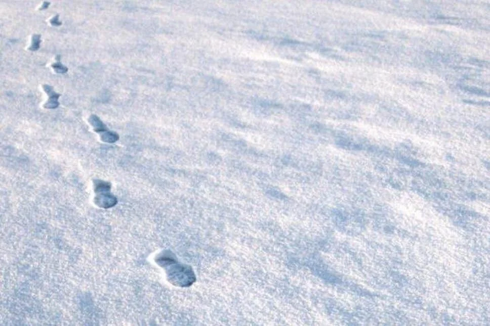 Where Silence Watches Back: A Winter Search for Snow Leopards in Ladakh 5 IMG 9801