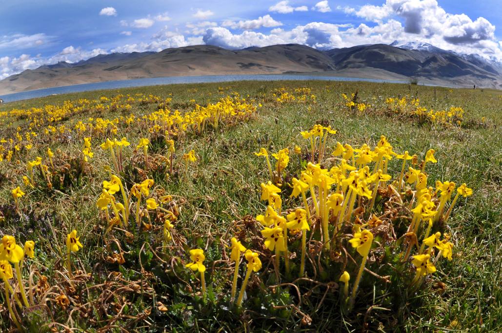 Between Bloom and Breath: Wildflowers of Ladakh in the High Cold Desert 3 IMG 9847