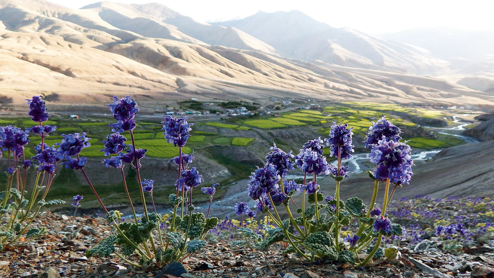 Between Bloom and Breath: Wildflowers of Ladakh in the High Cold Desert 4 IMG 9849